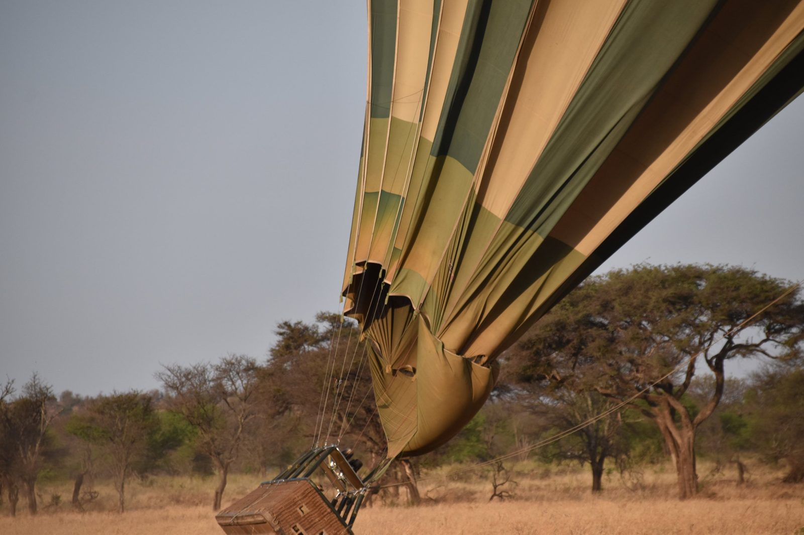 Hot-air balloon landing in the savannah