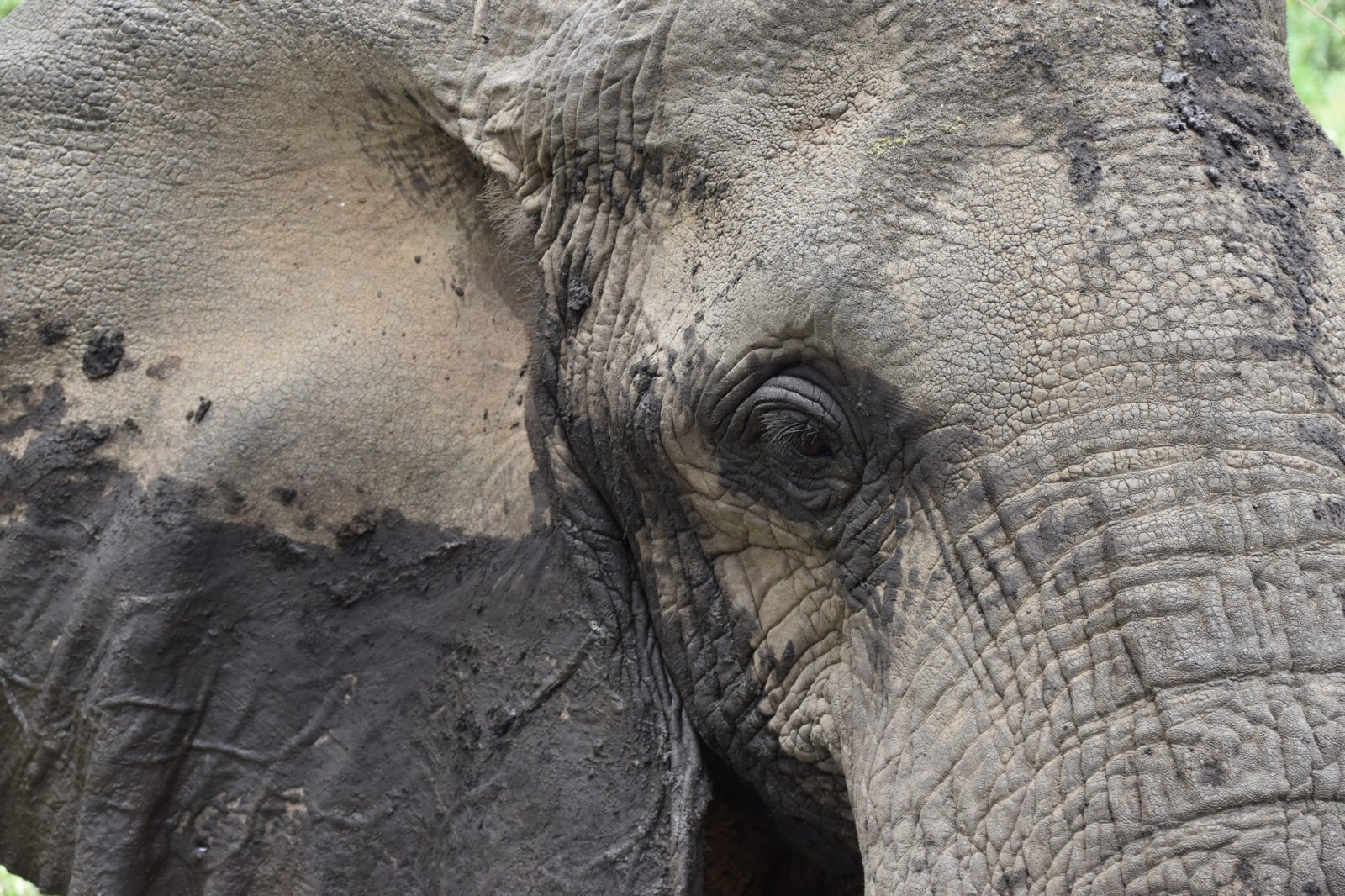 Close-up of an elephant’s eye and mud-covered skin