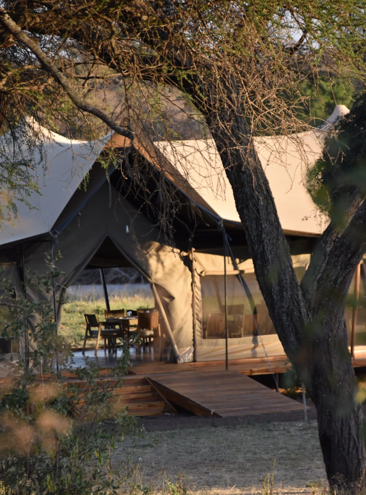 Safari tent with an open dining area seen through an acacia tree